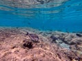 Surgeon fish or sohal tang fish (Acanthurus sohal) at the Red Sea coral reef Royalty Free Stock Photo