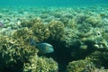 Surgeon fish swims among corals in the Red Sea Royalty Free Stock Photo