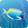 Surgeon fish under water Royalty Free Stock Photo