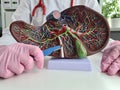 Surgeon hand holds scalpel over anatomical figure of human liver