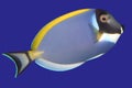 Surgeonfish Royalty Free Stock Photo