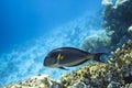 Surgeonfish In The Ocean. Tropical Fish In The Sea Near Coral Reef.