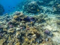 The surgeonfish is photographed close in the water