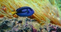 Surgeonfish swim in anemones on coral reef. Red Sea Marine fish feeds on algae and zooplankton in the wild. Royal blue Royalty Free Stock Photo