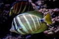 Surgeonfish swimming around corals, Fiji Royalty Free Stock Photo