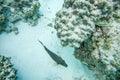 Surgeonfish Swimming in Coral Reef