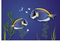 Surgeonfish. Vector. Royalty Free Stock Photo