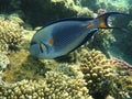 Surgeonfish (Acanthurus sohal) on the coral reef of the Red sea. Royalty Free Stock Photo