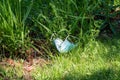 Surgical face mask discarded and littered in the grass in a park, showing enviornmental impacts of the COVID-19 pandemic