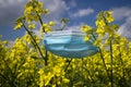 Surgical face mask hanging on yellow rapeseed