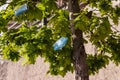 Surgical masks thrown on a tree. Human incivility