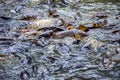 Surging carp swim over each other Royalty Free Stock Photo