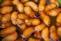 Suri Worms. Exotic food in Peru