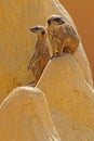 Suricates on top of sand dunes Royalty Free Stock Photo