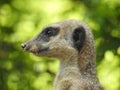 A suricat monitors sitting on a tree branch Royalty Free Stock Photo