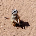Suricat on the sand Royalty Free Stock Photo