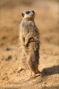 A suricat standing in the desert Royalty Free Stock Photo