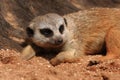 Suricata Royalty Free Stock Photo