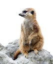 Suricata isolated