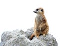 Suricata isolated