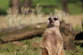 Suricata (meerkat) looking around with vigilance