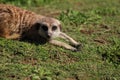 Suricata (meerkat) looking around with vigilance