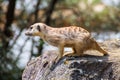 Suricata looking forward in Prague Zoo