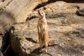 Suricata looking forward in Prague Zoo