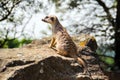 Suricata looking forward in Prague Zoo