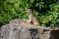 Suricata looking forward in Prague Zoo