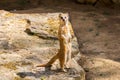 Suricata looking forward in Prague Zoo