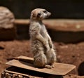 Suricata or meercat on guard Royalty Free Stock Photo