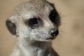 Suricata meerkat Royalty Free Stock Photo