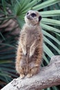 Suricata Meerkat