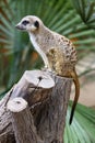 Suricata Meerkat