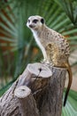 Suricata Meerkat