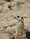 Suricata (meerkat or meerkat) looking around with vigilance