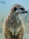 Suricata portrait standing