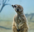 Suricata portrait standing