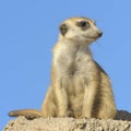 Suricata on a rock.