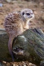 Suricata sitting on a branch. Curious meerkat Royalty Free Stock Photo