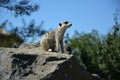 Suricata sitting on the rock stone Royalty Free Stock Photo