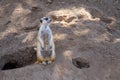 Suricata standing on a guard