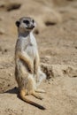 Suricata standing on a guard. Curious meerkat Royalty Free Stock Photo