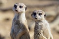 Suricata standing on a guard. Curious meerkat Royalty Free Stock Photo