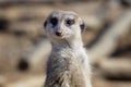 Suricata standing on a guard. Curious meerkat Royalty Free Stock Photo