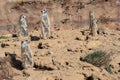 Suricata standing on a guard. Curious meerkat Royalty Free Stock Photo