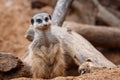 Suricata standing on a guard. Curious meerkat Suricata suricatta