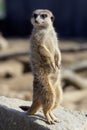 Suricata standing on a guard. Curious meerkat