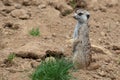 Suricata standing on a guard. Curious meerkat Royalty Free Stock Photo